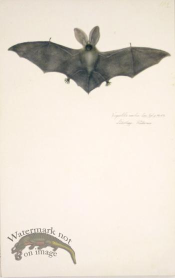 162 Swedish Birds . Vespertilio Auritus.Long-Eared Bat